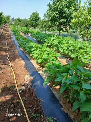 바위돌 심재성님의 마늘 · 영농일지 작성글 사진