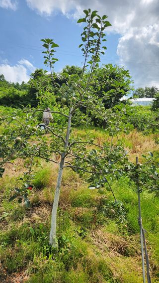 사과6329님의 사과 · 영농일지 작성글 사진