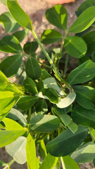 김은아님의 기타작물 · 영농일지 작성글 사진