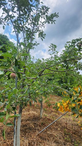 사과6329님의 사과 · 영농일지 작성글 사진