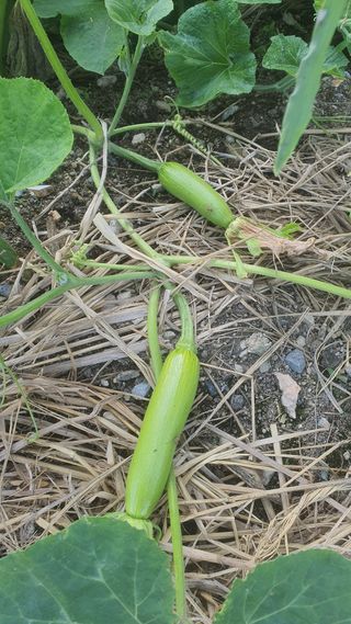 윤정님의 옥수수 · 영농일지 작성글 사진