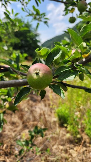 사과6329님의 사과 · 영농일지 작성글 사진