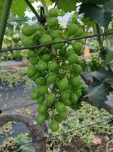 팜모닝 포도·영농일지 게시글 이미지