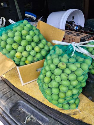 낙엽교목류21691님의 기타작물 · 영농일지 작성글 사진