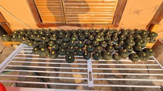 촌사리님의 호박 · 영농일지 작성글 사진