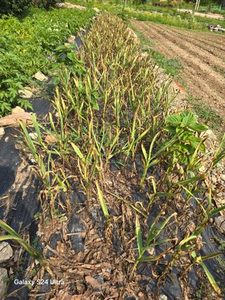 소병찬님의 마늘 · 영농일지 작성글 사진