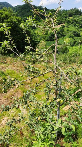 사과6329님의 사과 · 영농일지 작성글 사진