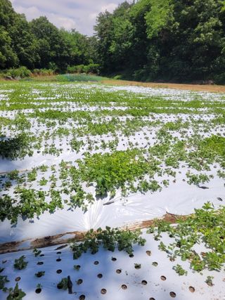 이름유순옥님의 기타작물 · 영농일지 작성글 사진