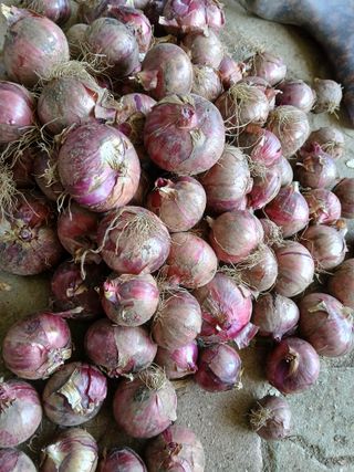 이종득님의 기타작물 · 영농일지 작성글 사진