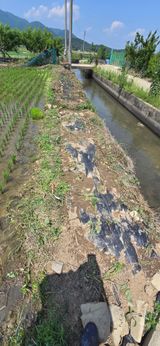 팜모닝 고구마·영농일지 게시글 이미지