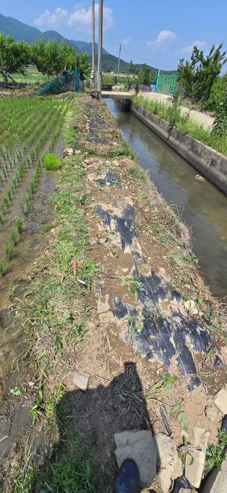 박성준님의 고구마 · 영농일지 작성글 사진