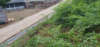 변호연님의 두릅 · 영농일지 작성글 사진