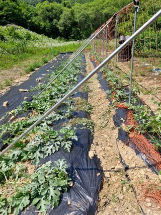 낙엽교목류21691님의 기타작물 · 영농일지 작성글 사진