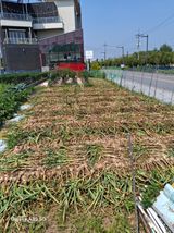 팜모닝 마늘·영농일지 게시글 이미지