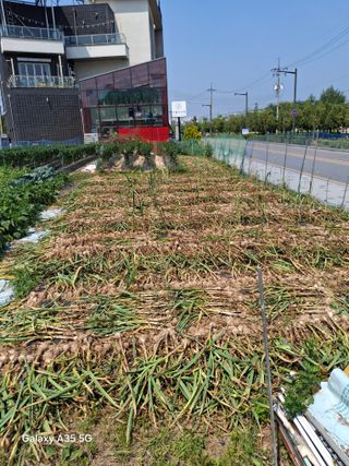 행복한누룩님의 마늘 · 영농일지 작성글 사진