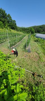 팜모닝 기타작물·영농일지 게시글 이미지