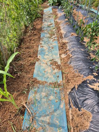 호랑이별님의 기타작물 · 영농일지 작성글 사진