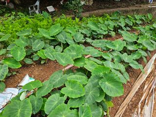 박주흥님의 기타작물 · 영농일지 작성글 사진