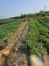 팜모닝 감자·영농일지 게시글 이미지