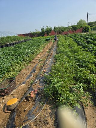 비타민님의 감자 · 영농일지 작성글 사진