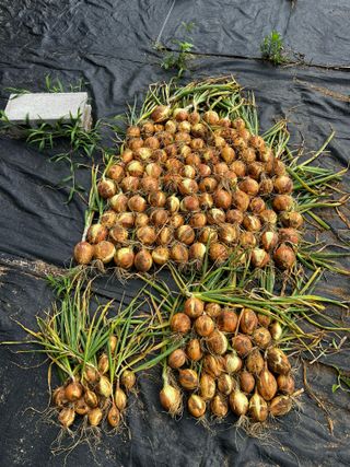 4644님의 양파 · 영농일지 작성글 사진