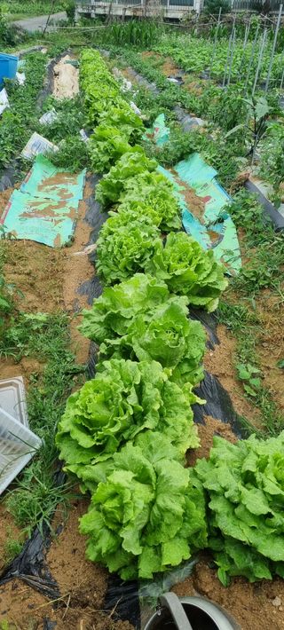 감자5892님의 상추 · 영농일지 작성글 사진