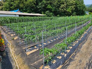 경달현님의 고추 · 영농일지 작성글 사진