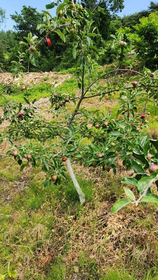 사과6329님의 사과 · 영농일지 작성글 사진