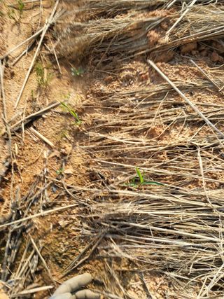 최유순님의 기타작물 · 영농일지 작성글 사진
