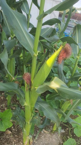 윤정님의 옥수수 · 영농일지 작성글 사진