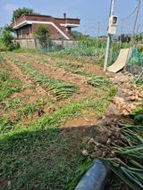 팜모닝 기타작물·영농일지 게시글 이미지