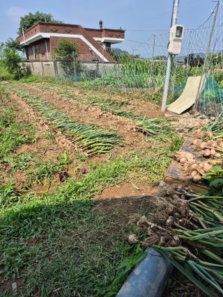 농부님.모두.모두힘님의 기타작물 · 영농일지 작성글 사진