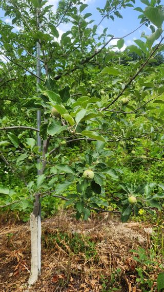 사과6329님의 사과 · 영농일지 작성글 사진