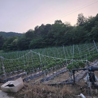 오정근님의 기타작물 · 영농일지 작성글 사진