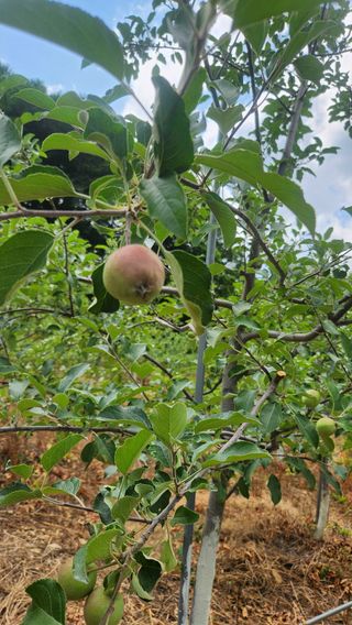 사과6329님의 사과 · 영농일지 작성글 사진