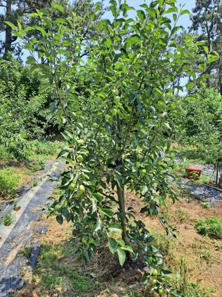 최구현님의 사과 · 영농일지 작성글 사진