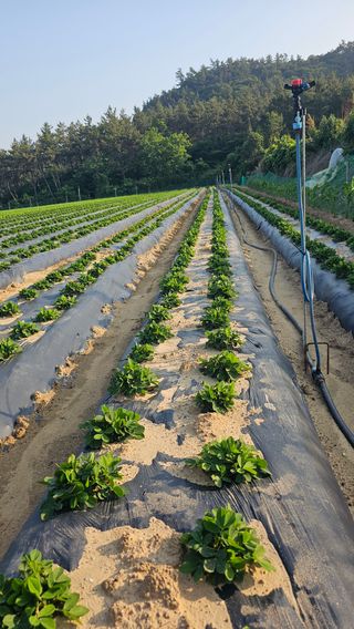 김은아님의 기타작물 · 영농일지 작성글 사진