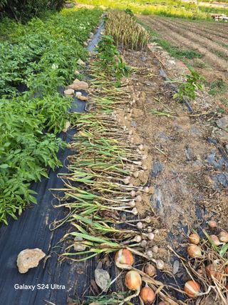 소병찬님의 마늘 · 영농일지 작성글 사진