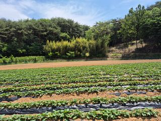 엘림농장님의 고구마 · 영농일지 작성글 사진