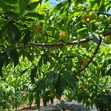 팜모닝 복숭아·영농일지 게시글 이미지