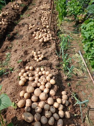 사과18677님의 기타작물 · 영농일지 작성글 사진