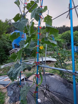 김윤회님의 오이 · 영농일지 작성글 사진