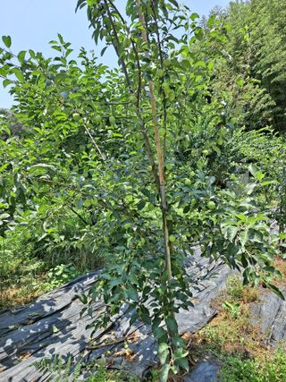 최구현님의 사과 · 영농일지 작성글 사진