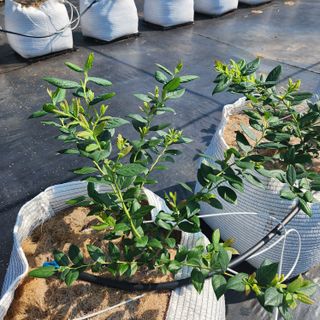 이희숙님의 블루베리 · 영농일지 작성글 사진