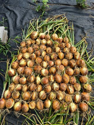 4644님의 양파 · 영농일지 작성글 사진