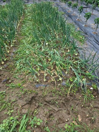 강화화도님의 기타작물 · 영농일지 작성글 사진