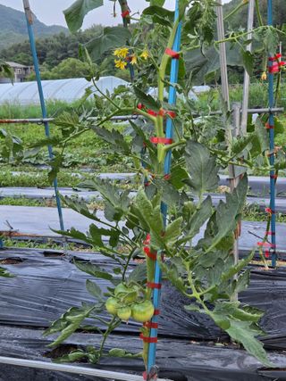 김윤회님의 오이 · 영농일지 작성글 사진