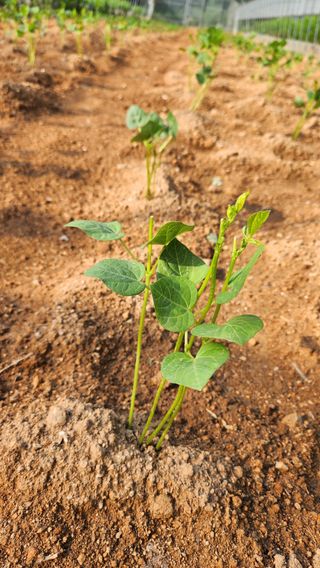 봉담고추님의 콩 · 영농일지 작성글 사진