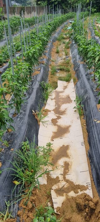 감자5892님의 고추 · 영농일지 작성글 사진