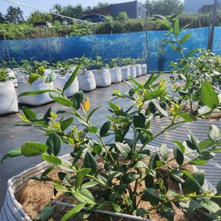 이희숙님의 블루베리 · 영농일지 작성글 사진